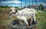 2025属羊人要防谁 2025年属羊的命运