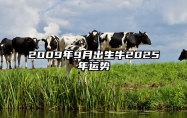 2009年9月出生牛2025年运势 2009年出生属牛人2021年全年运势详解