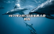 1971年2月7日出生的人命好吗 生辰八字、感情婚姻详解