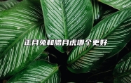 正月兔和腊月虎哪个更好 腊月的虎好还是正月的兔好