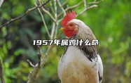 1957年属鸡什么命 1957年属鸡的是什么命五行缺啥