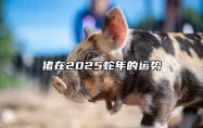 猪在2025蛇年的运势 猪在2025蛇年的运势怎么样