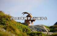 2003年属羊五行属什么 2003年属羊五行属什么?