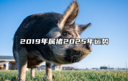 2019年属猪2025年运势 2025年生肖猪运势