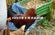 1993年十年大运时间 93年的鸡在2024年躲不过的灾