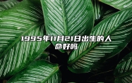 1995年11月21日出生的人命好吗 八字五行查询揭示命运