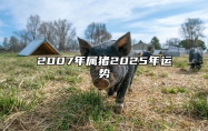 2007年属猪2025年运势 2007年属猪2025年运势完整版