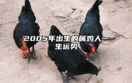 2005年出生的属鸡人一生运势 2005年出生的属鸡人一生运势怎么样