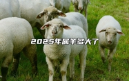 2025年属羊多大了 2025年属羊多大了虚岁