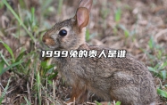 1999兔的贵人是谁 1999年属兔事业上的贵人