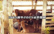 1985属牛2025运势如何 1985年属牛未来五年运势